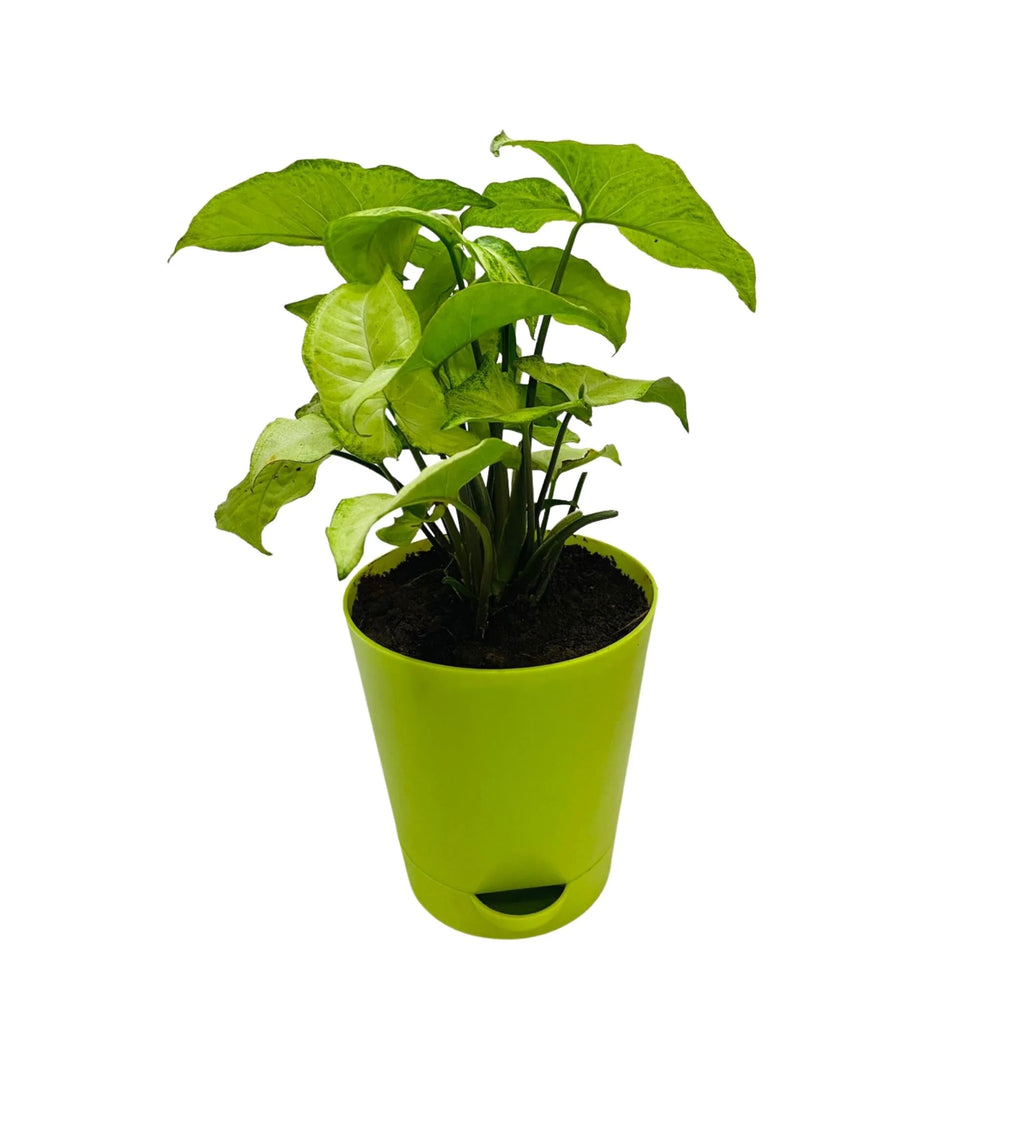GR 4 Inch Self Watering Pot - Set of 4 pots