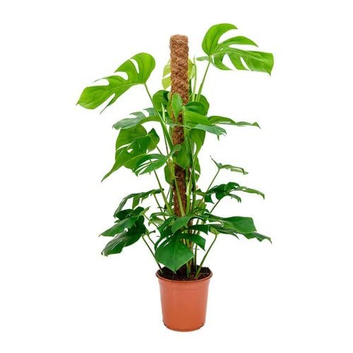 Coco Pole - Coir Moss Stick | Plant Creepers Support | Brown | 4 feet | 5 Pieces | Indoor and Outdoor Uses |